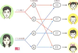 生男生女基因|研究：生男生女，父亲基因决定